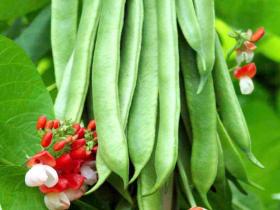 Runner Bean ENORMA