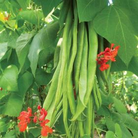 Runner Bean SCARLET EMPEROR