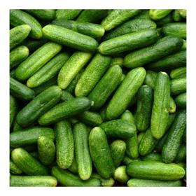 CUCUMBER - DIRIGENT F1