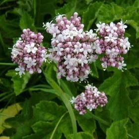 VALERIAN