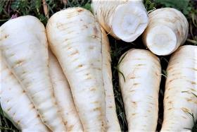 PARSNIP - WHITE GEM