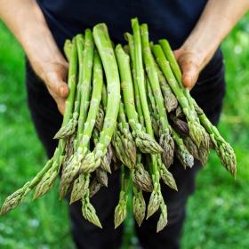 ASPARAGUS - CONNOVERS COLOSSAL