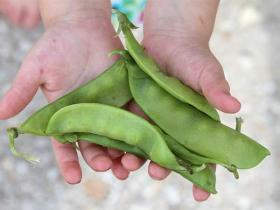 PEA - OREGON SUGAR POD