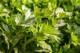 Leaf celery PARCEL