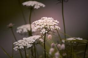 Wild Carrot