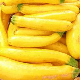 COURGETTE ATENA F1