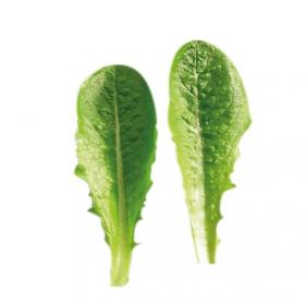 LETTUCE - KALISTA