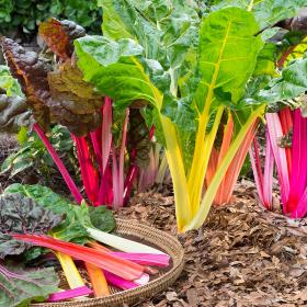  SWISS CHARD RAINBOW MIX