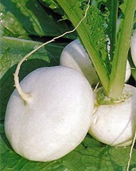 Turnip- MILAN WHITE