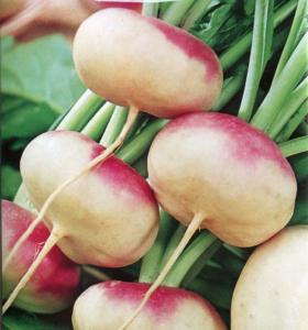 Turnip PURPLE TOP MILAN