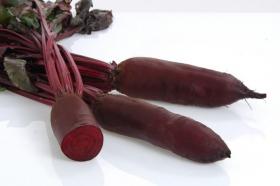 Beetroot RODINA F1