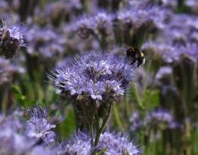 Phacelia tanacetifolia, fiddleneck