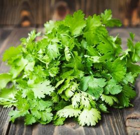 CORIANDER SANTO