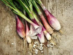 SHALLOT ONION - CUISSE DE POULET DU POITOU 