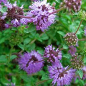 PENNYROYAL MINT