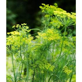 Dill MAMMOTH big pack!
