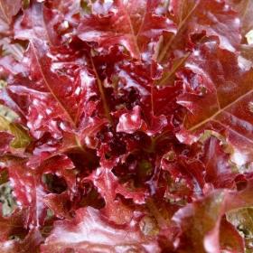 LETTUCE - RED SALAD BOWL