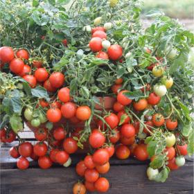 TOMATO MASKOTKA