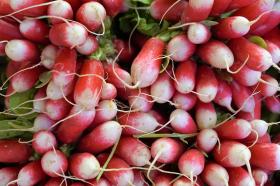 RADISH- FRENCH BREAKFAST 3