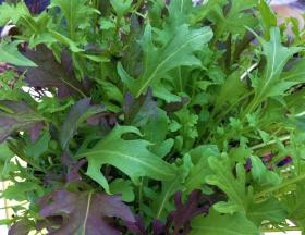 Salad Leaf Mix Frilly Leaf Blend
