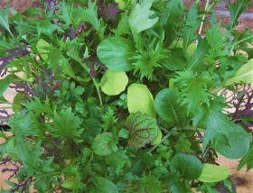 Salad Leaf Mix Bright And Spicy Mix