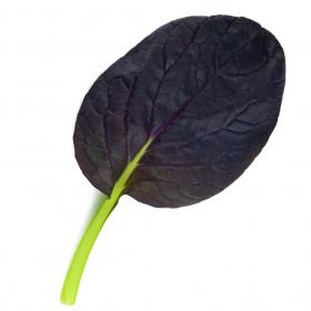 Pak Choi PURPLE RAIN F1