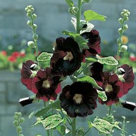 Hollyhock