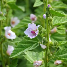 Marsh Mallow, Common marshmallow