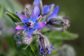 BORAGE