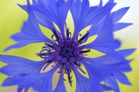 Cornflower wildflower