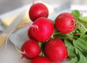 RADISH GLORIETTE F1