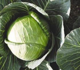 CABBAGE - NOZOMI F1