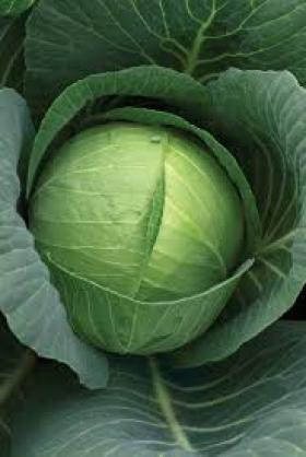CABBAGE - CHARMANT