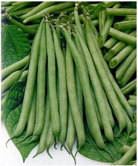 Dwarf French Bean BOSTON