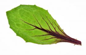 Chicory ITALIKO ROSSO