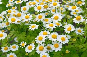 Feverfew golden