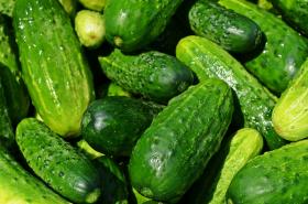 CUCUMBER - CHOPIN F1