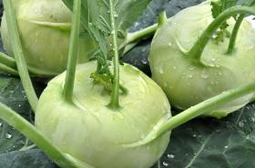 KOHLRABI - QUICKSTAR F1
