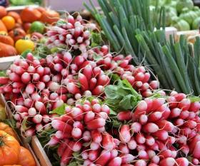 Radish FRENCH BREAKFAST BIG PACK
