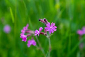 Silene armeria