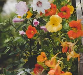 Heirloom Nasturtiums Alaska Mix