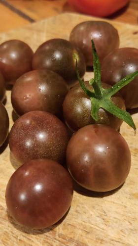 TOMATO - BLACK CHERRY