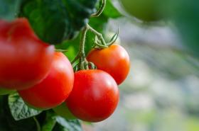 TOMATO - MATINA 