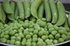 Pea KELVEDON WONDER