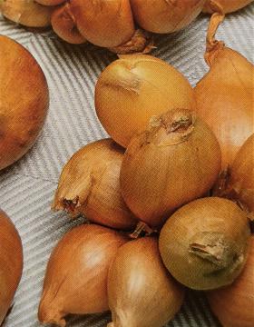 ONION - JOGEVA 3