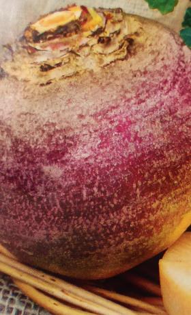 Turnip KOHALIK SININE (lLOCAL BLUE)