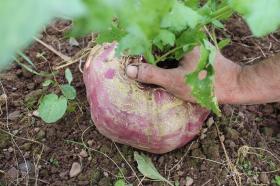 Turnip KOPU