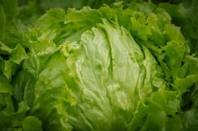 LETTUCE - SALADIN