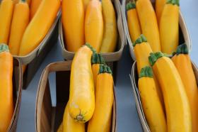 COURGETTE - SOLARA