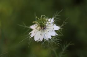 Nigella sativa